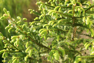 fir-tree