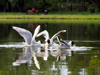 Beautiful Seagulls closeup. Birds hunting over the water of the lake