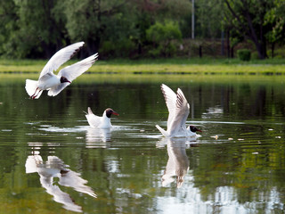Beautiful Seagulls closeup. Birds hunting over the water of the lake
