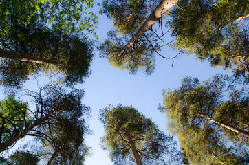 Trees reaching the sky