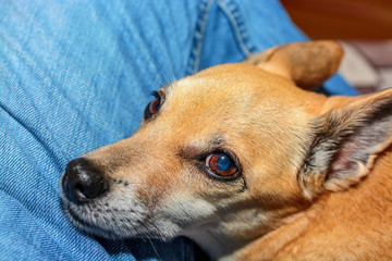 The dog lies at the feet of a man 