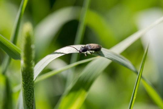 Lined click beetle (Agriotes lineatus) stands on grass in morning meadow