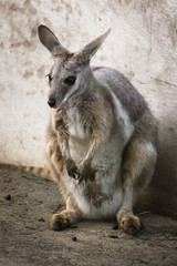Yellow Footed Rock Wallaby - シマオイワワラビー２