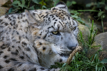 Snow leopard - ユキヒョウ２