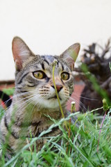 Naklejka na ściany i meble domestic tiger cat with yellow eyes lying in the garden grass