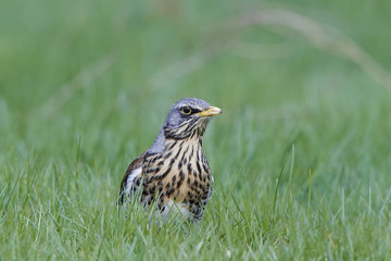 Fieldfare (Turdus pilaris)