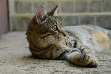 profile of a tiger cat with yellow eyes lying under the car, cat on the left side of photo