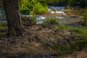 Forest, Tree and River