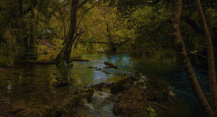 Obraz na płótnie Canvas Forest, Tree and River