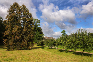 Obraz premium Apple trees in park