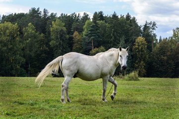Obraz premium White horse on a green meadow