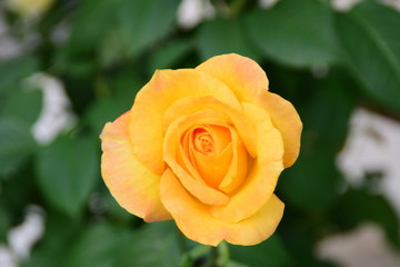 bush of yellow roses, yellow rose closeup