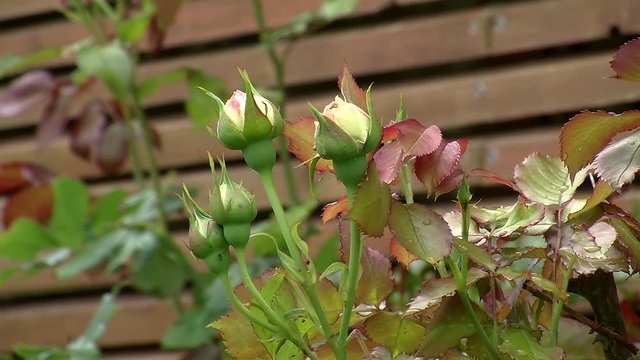 Bl&auml;tter und Knospen der Rose "Eden 85" (Herberstein) bewegen sich im Wind