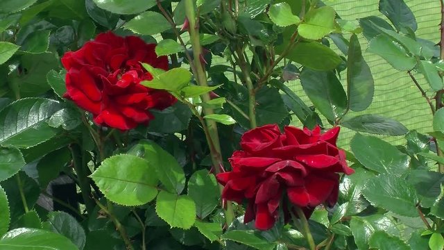Zwei edle rote Rosenbl&uuml;ten