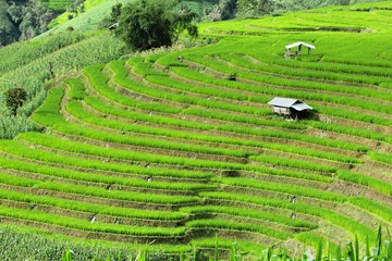 A lush rice field at Pa Pong Piang, Chiang Mai, Thailand