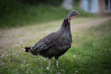 Domestic turkey stay on the summer field