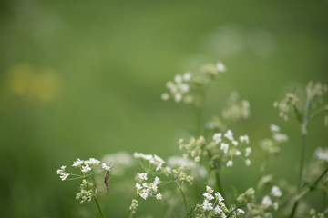 Many white small flowers at meadow