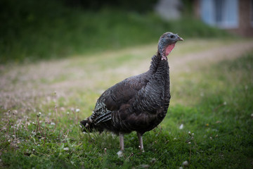 Domestic turkey stay on the summer field