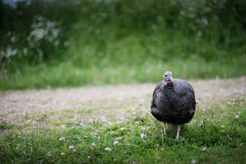 Domestic turkey stay on the summer field