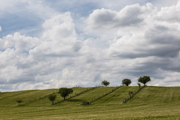 Some trees and empty vineyards on a side of a green hill, beneath a sky with big white clouds