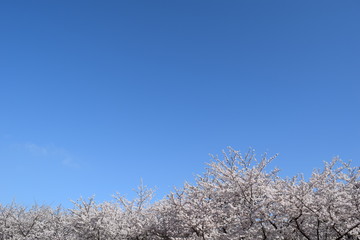 桜と青空