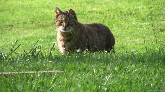 Unser grauer gestreifter Kater "Tiger" in der Wiese