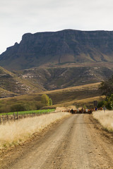 boys herding cattle in Barkley East in the Eastern Cape of Sout Africa