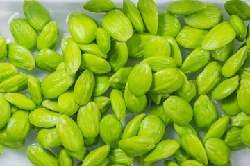 Parkia speciosa seed shelling for cooking with shrimp and chili paste source the Southern Thailand delicious food.