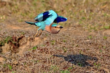 Indian roller sitting on a tree with the nice soft background/Indian roller with the nice soft background/Kaziranga National Park in indian Assam