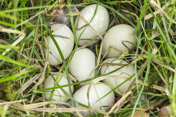 ducks nest closeup