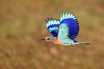 Indian roller sitting on a tree with the nice soft background/Indian roller with the nice soft...
