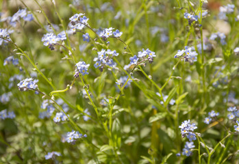 small blue flowers