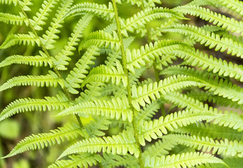 fern fronds closeup