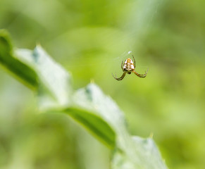 small garden spider