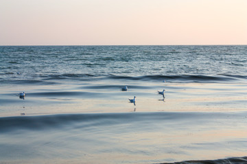 Many gulls float on water