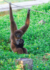 The monkey feeding monkey in the green forest.