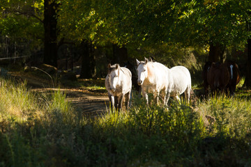 Fototapeta premium Group of horses in Barkley East