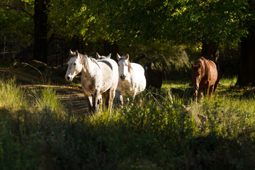 Group of horses in Barkley East