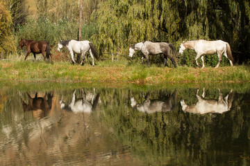 Obraz na płótnie Canvas Horses reflecting in water at Balloch Eastern Cape