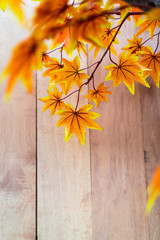 maple on wooden background