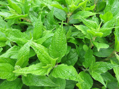 Aufrechtes Glaskraut, Parietaria officinalis
