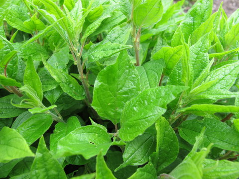 Aufrechtes Glaskraut, Parietaria officinalis