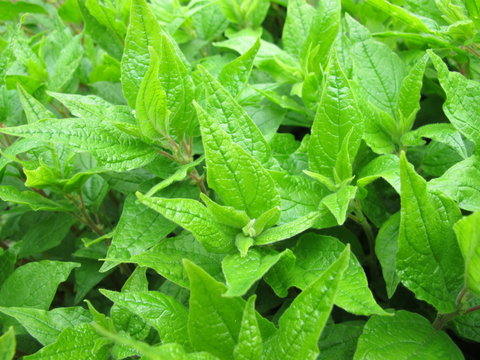 Aufrechtes Glaskraut, Parietaria officinalis