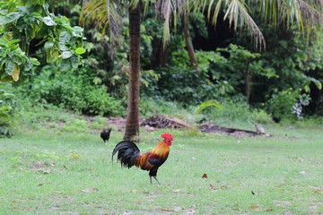 Bantam beautiful pets  