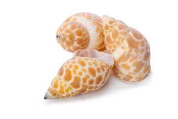 Seashell isolated on white background