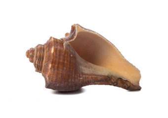 Seashell isolated on white background