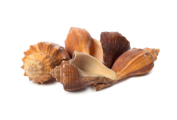 Seashell isolated on white background