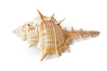 Seashell isolated on white background