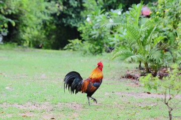 Bantam beautiful pets  