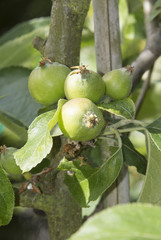 Junge Äpfel am Baum